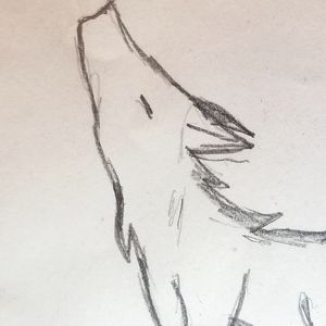 Wolf drawing 🐺